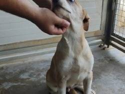 Adotta un cane, maschio, 3 mesi, Palermo
