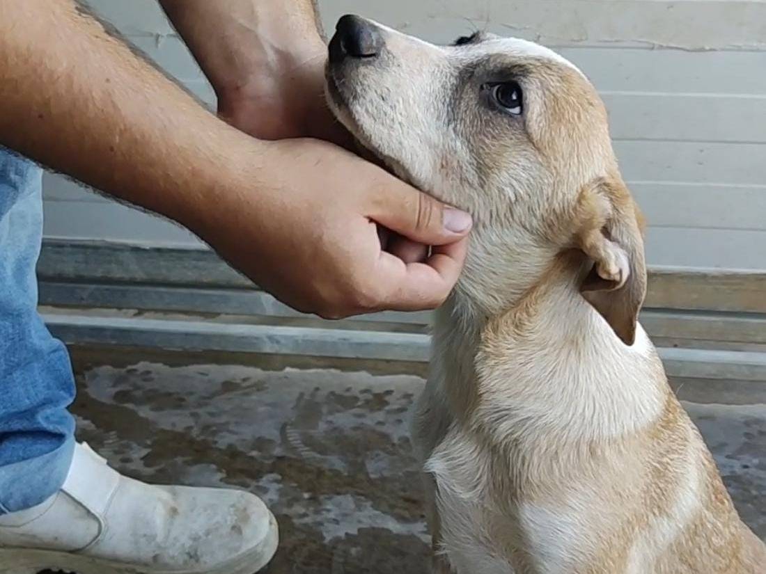 Adotta un cane, taglia media contenuta, maschio, Palermo