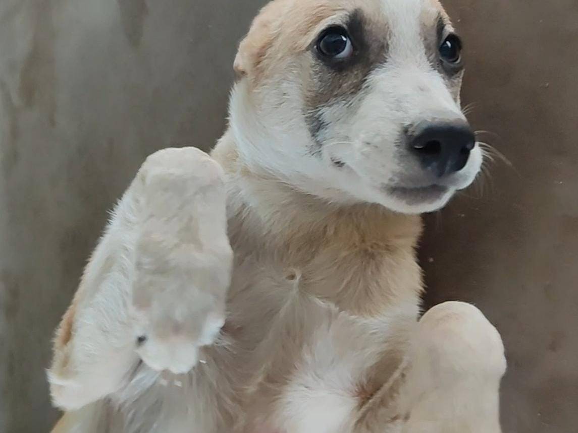 Adotta il cane Cuoricino  a Palermo