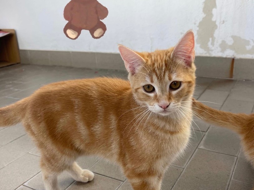 Adozione gatto, maschio, Razza sconosciuta Razza sconosciuta, 3 mesi, taglia non valida, Avellino
