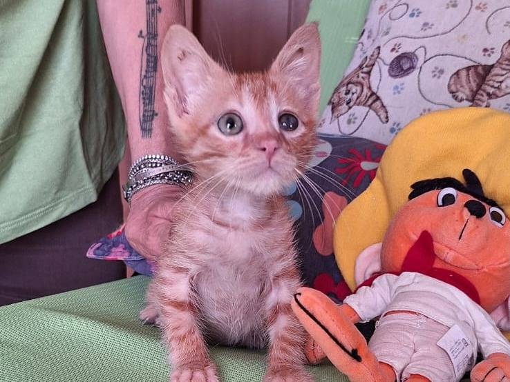 Adozione gatto, maschio, Razza sconosciuta Razza sconosciuta, 4 mesi, taglia non valida, Genova