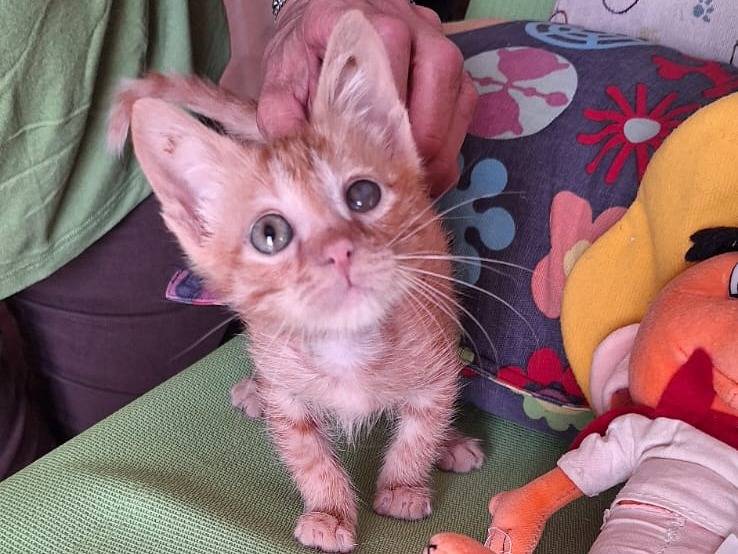 Adotta un gatto, maschio, 4 mesi, Genova