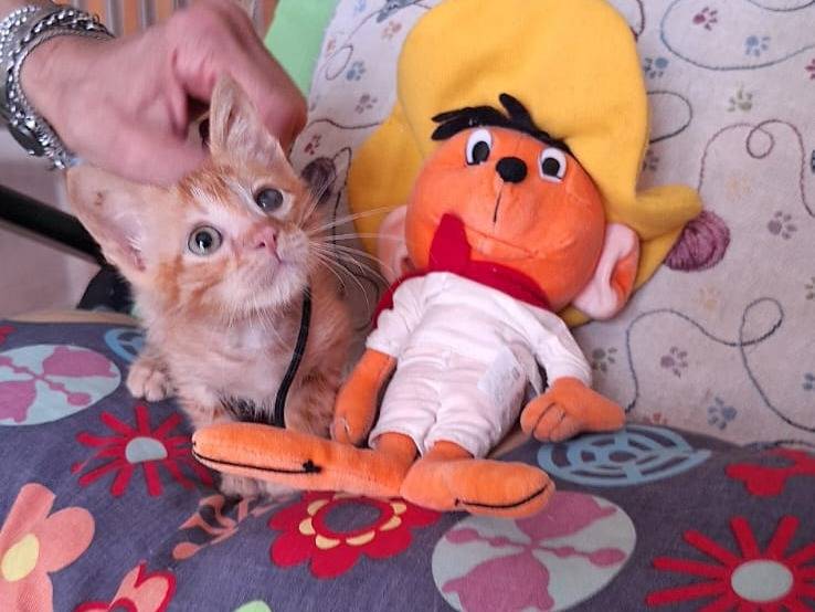 Adotta un gatto, taglia non valida, maschio, Genova