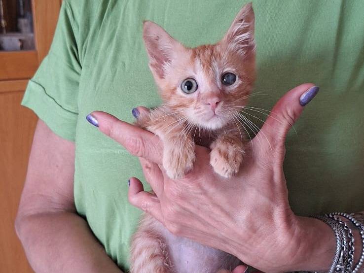 Vuoi adottare un gatto a Genova?