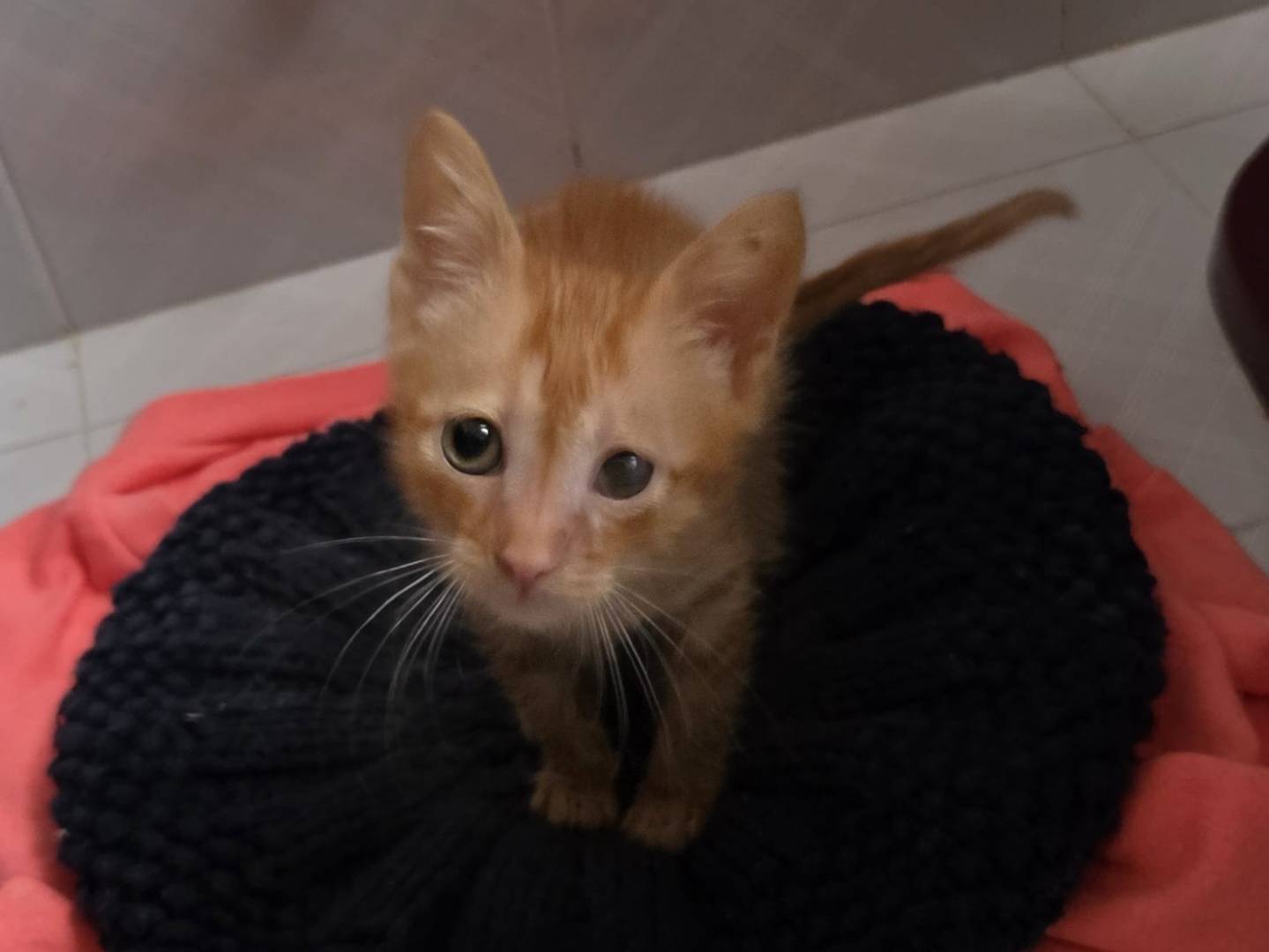 Adotta il gatto Lumos a Genova