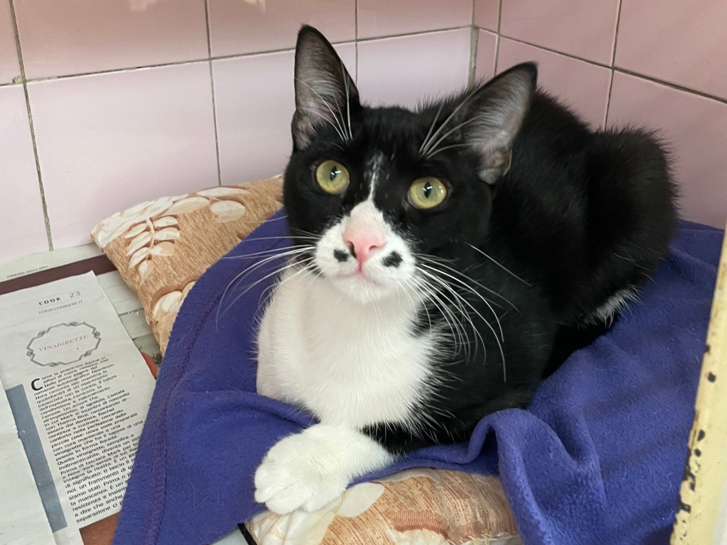 Adozione gatto, maschio, Razza sconosciuta Razza sconosciuta, 7 mesi, taglia non valida, Milano