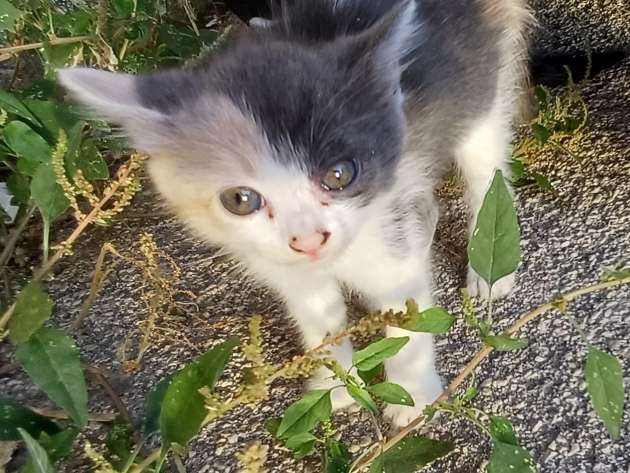 Adozione gatto, femmina, Razza sconosciuta Razza sconosciuta, 2 mesi, taglia non valida, Siracusa