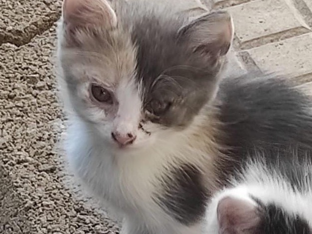 Adotta un gatto, femmina, 2 mesi, Siracusa