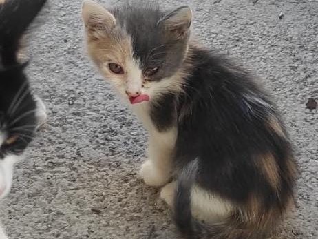 Adotta un gatto, taglia non valida, femmina, Siracusa
