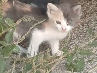 Vuoi adottare un gatto a Siracusa?