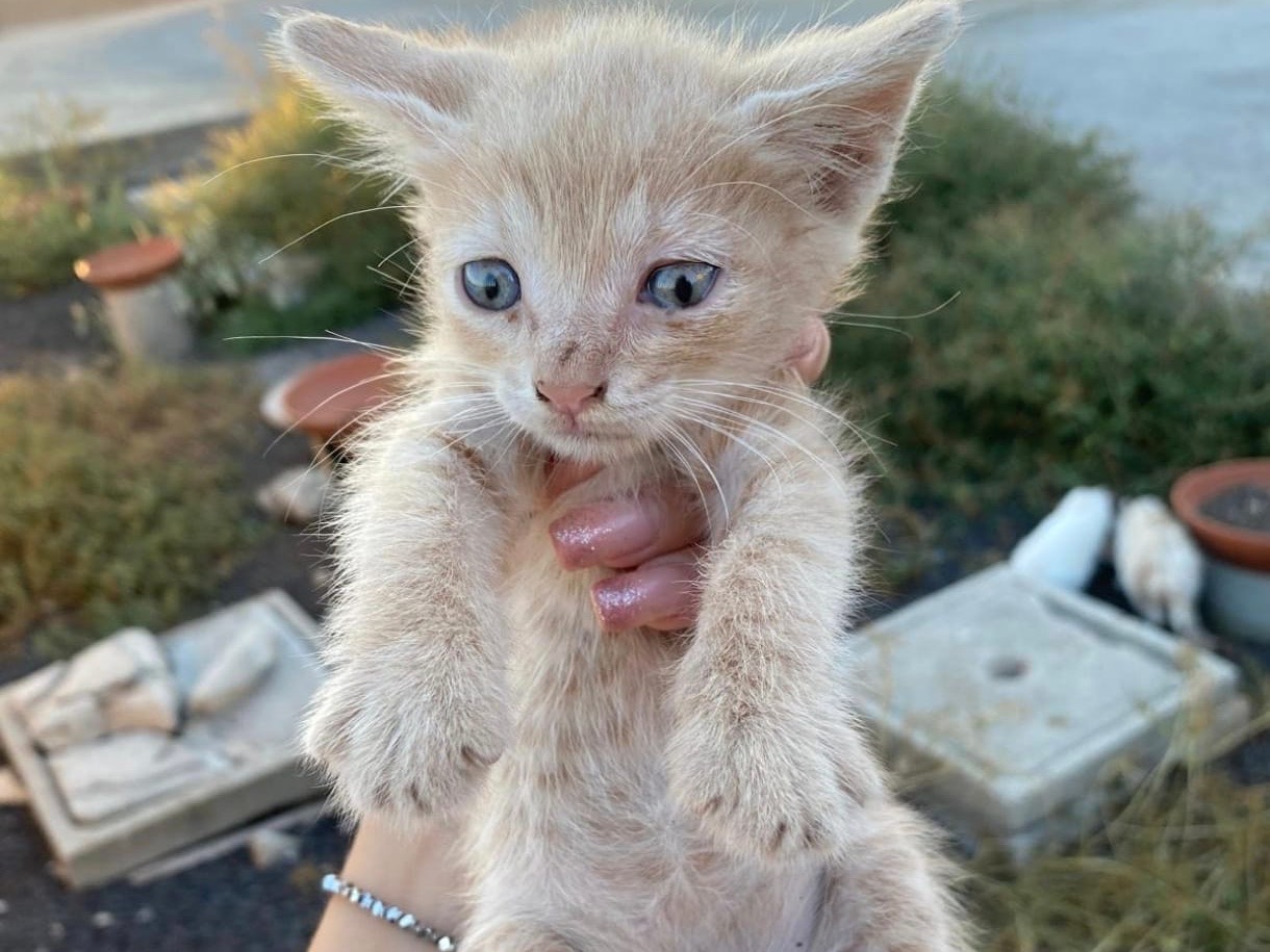 Adozione gatto, maschio, Razza sconosciuta Razza sconosciuta, 2 mesi, taglia non valida, Siracusa