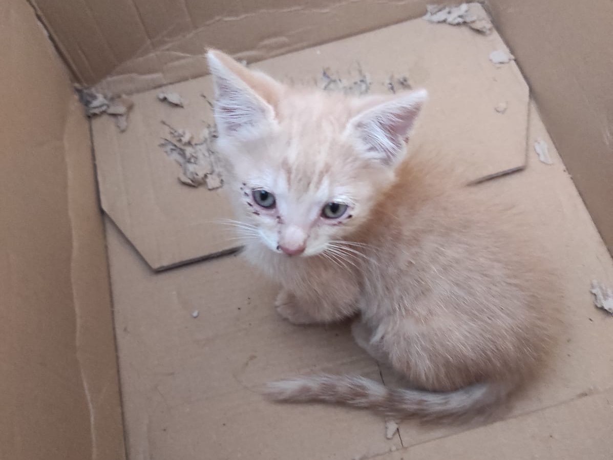 Adotta un gatto, maschio, 2 mesi, Siracusa