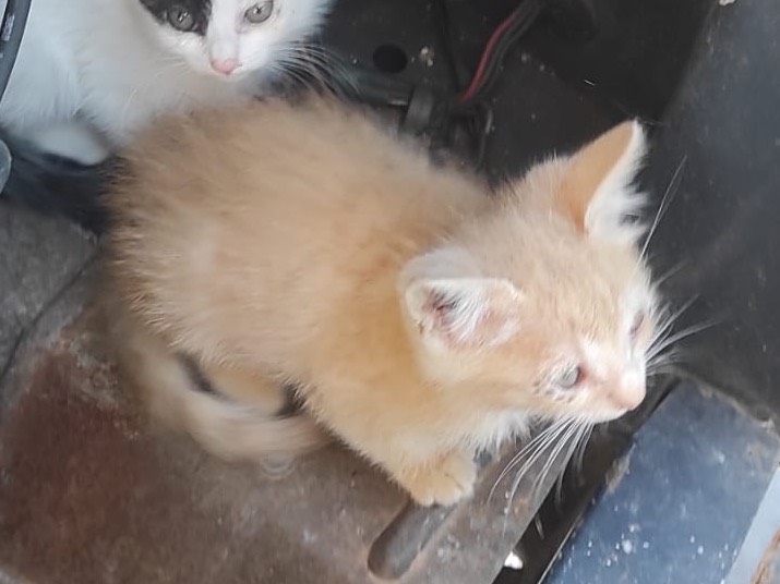 Adotta un gatto, taglia non valida, maschio, Siracusa