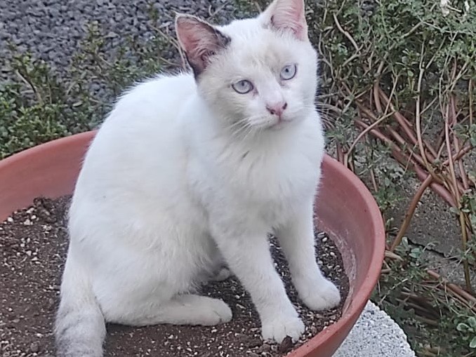 Adozione gatto, femmina, Razza sconosciuta Razza sconosciuta, 4 mesi, taglia non valida, Siracusa
