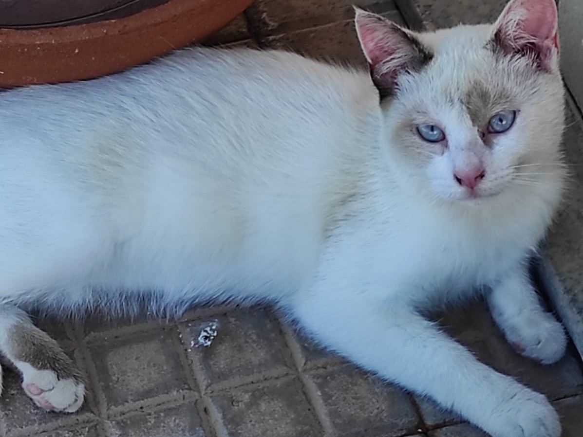 Adotta un gatto, femmina, 4 mesi, Siracusa