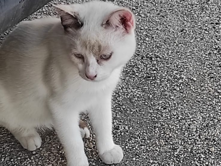 Adotta un gatto, taglia non valida, femmina, Siracusa