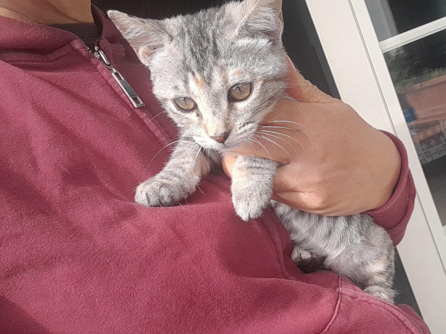 Adozione gatto, femmina, Razza sconosciuta Razza sconosciuta, 3 mesi, taglia non valida, Modena