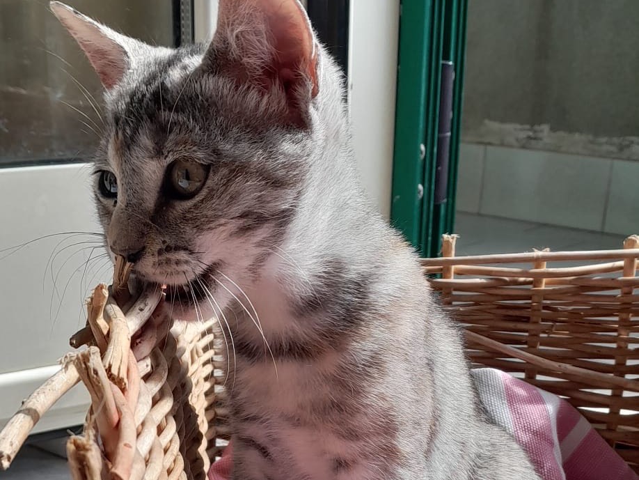 Adotta un gatto, femmina, 3 mesi, Modena