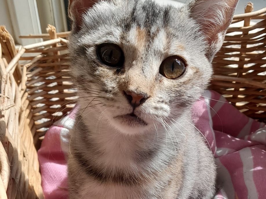 Adotta un gatto, taglia non valida, femmina, Modena