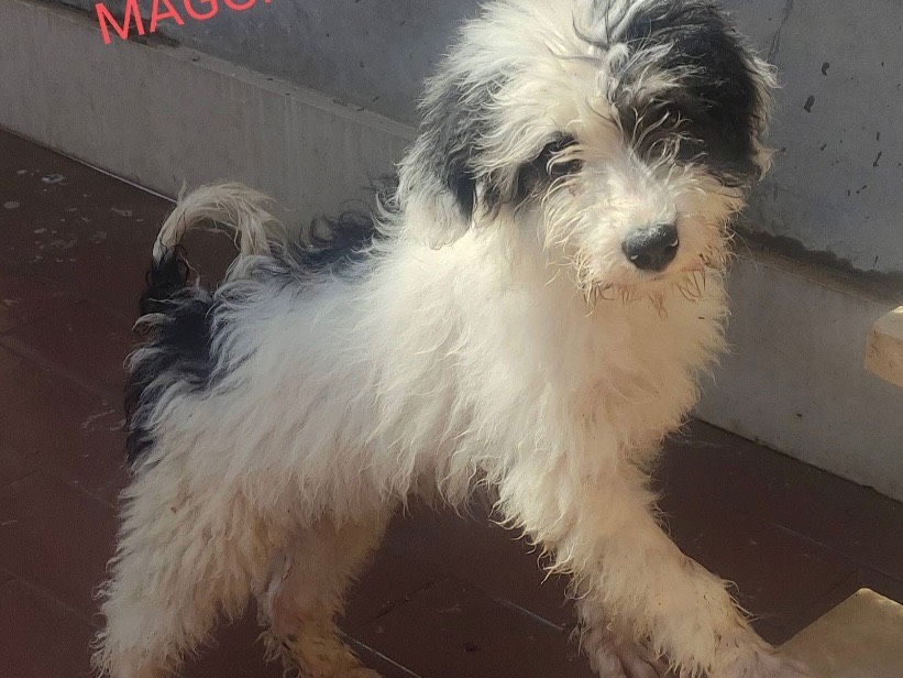 Adozione cane, femmina, Razza sconosciuta Razza sconosciuta, 3 mesi, taglia media contenuta, Avellino