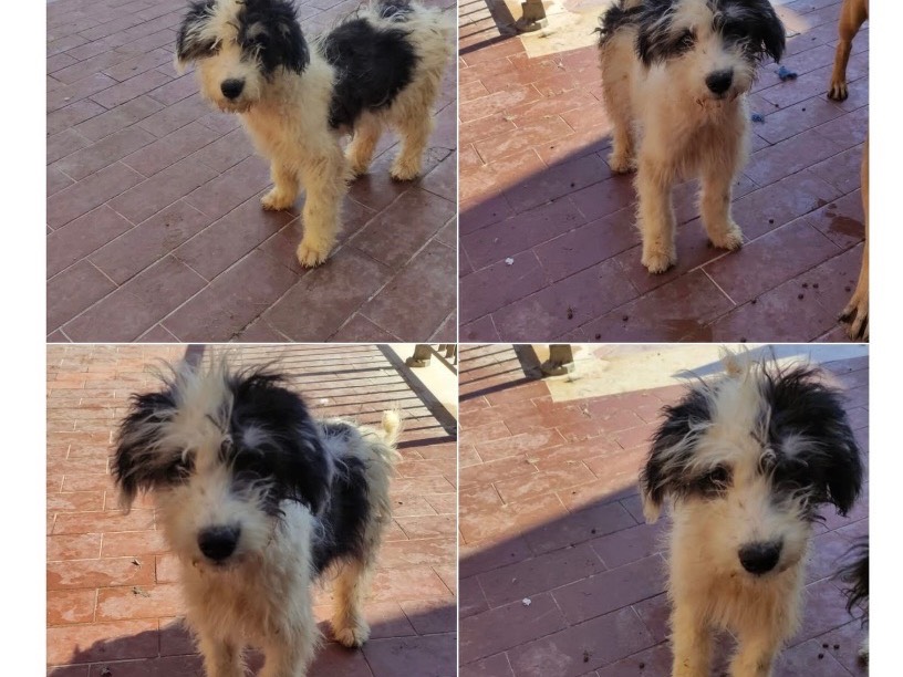 Adotta un cane, femmina, 3 mesi, Avellino