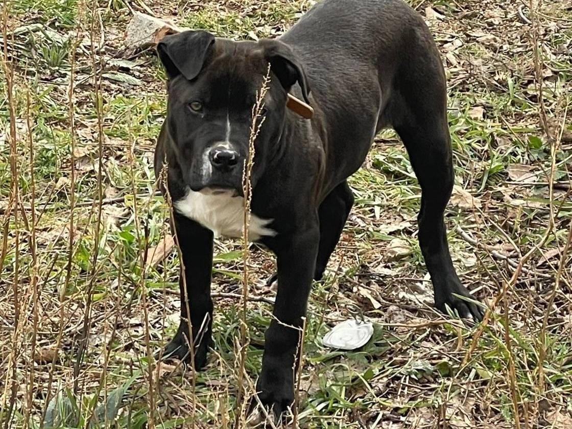 Adozione cane, maschio, Pitbull Razza sconosciuta, 9 mesi, taglia media, Crotone