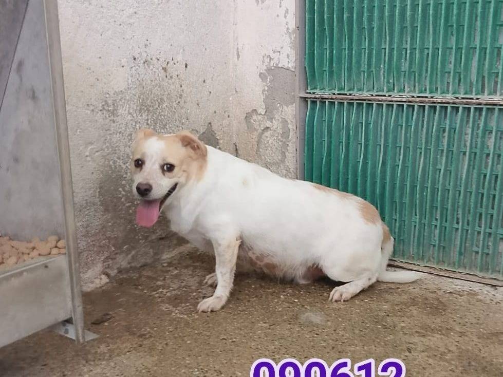 Adozione cane, femmina, Razza sconosciuta Razza sconosciuta, 4 anni e 4 mesi, taglia piccola, Crotone