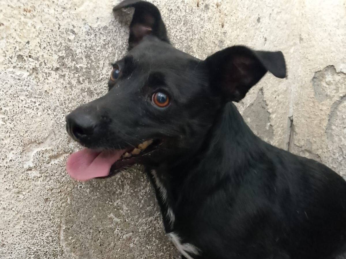Adozione cane, maschio, Razza sconosciuta Razza sconosciuta, 4 anni e 4 mesi, taglia piccola, Crotone
