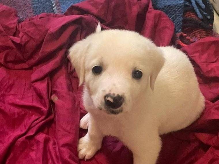 Adozione cane, maschio, Razza sconosciuta Razza sconosciuta, 2 mesi, taglia media contenuta, Crotone