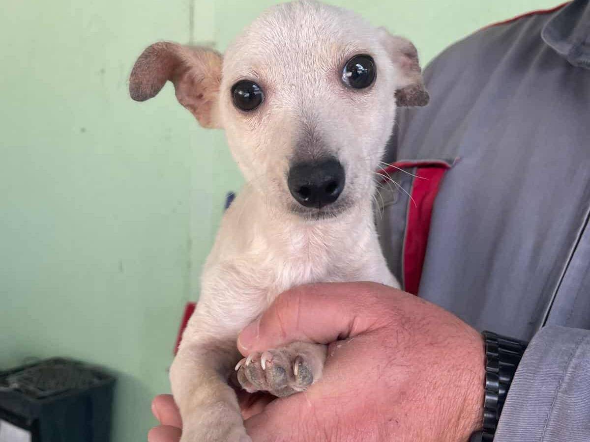 Adozione cane, maschio, Razza sconosciuta Razza sconosciuta, 4 mesi, taglia piccola, Firenze