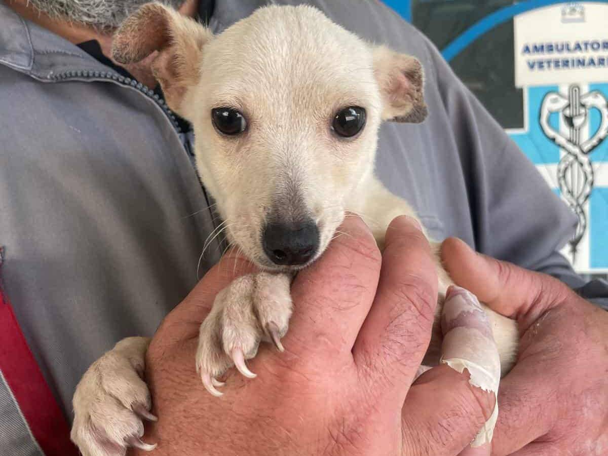Adotta un cane, maschio, 4 mesi, Firenze