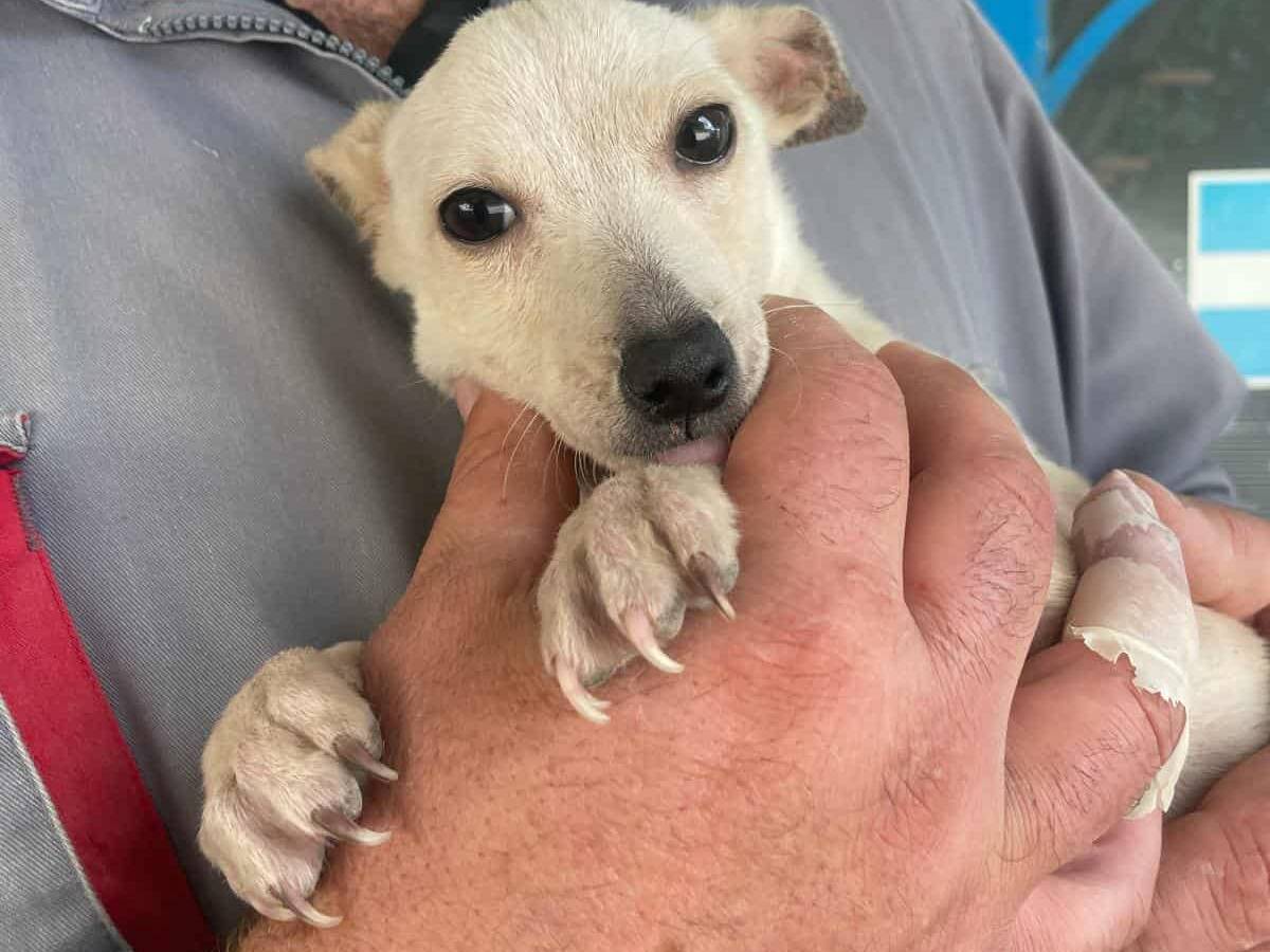 Adotta un cane, taglia piccola, maschio, Firenze