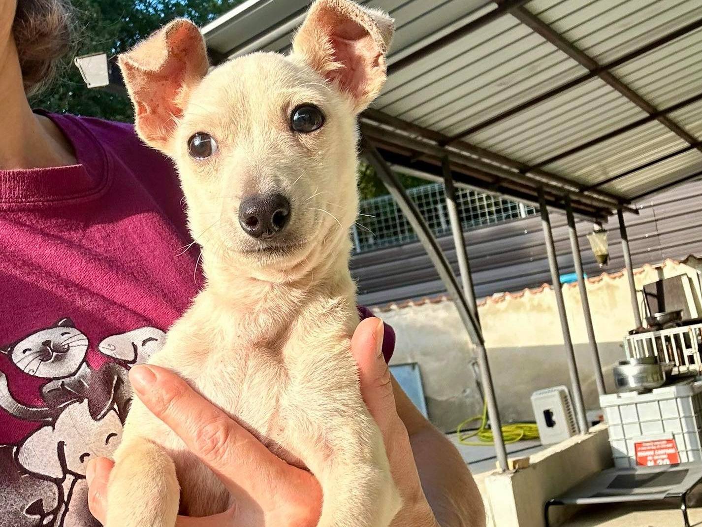 Vuoi adottare un cane a Firenze?