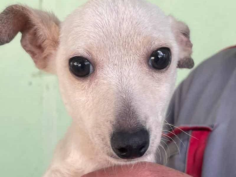 Adotta il cane GRISU JUNIOR a Firenze