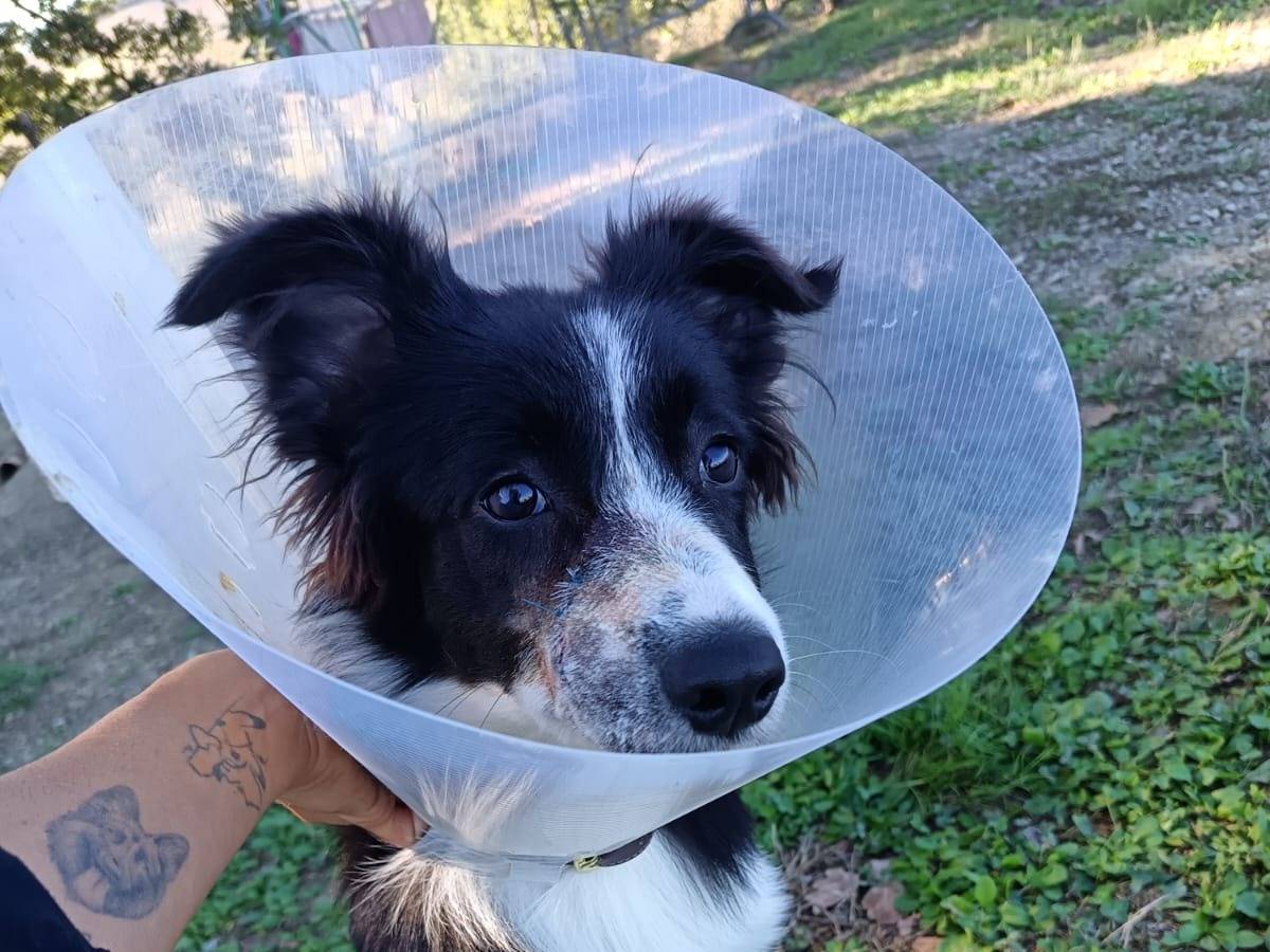 Adozione cane, femmina, Border Collie Razza sconosciuta, 6 mesi, taglia media contenuta, Pisa