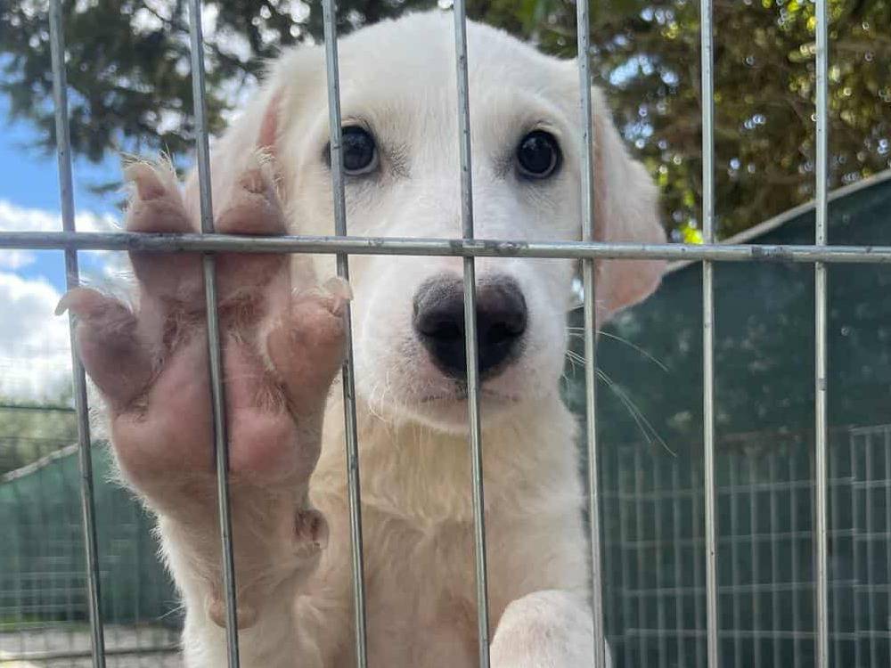 Adozione cane, femmina, Razza sconosciuta Razza sconosciuta, 1 mesi, taglia grande, Firenze