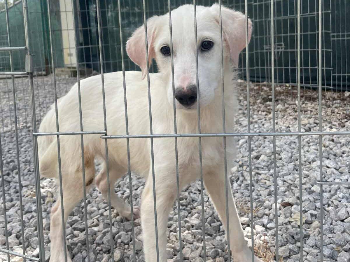 Adotta un cane, femmina, 1 mesi, Firenze