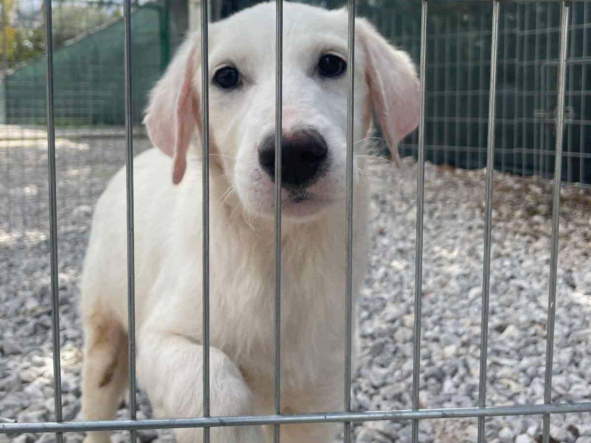 Adotta un cane, taglia grande, femmina, Firenze