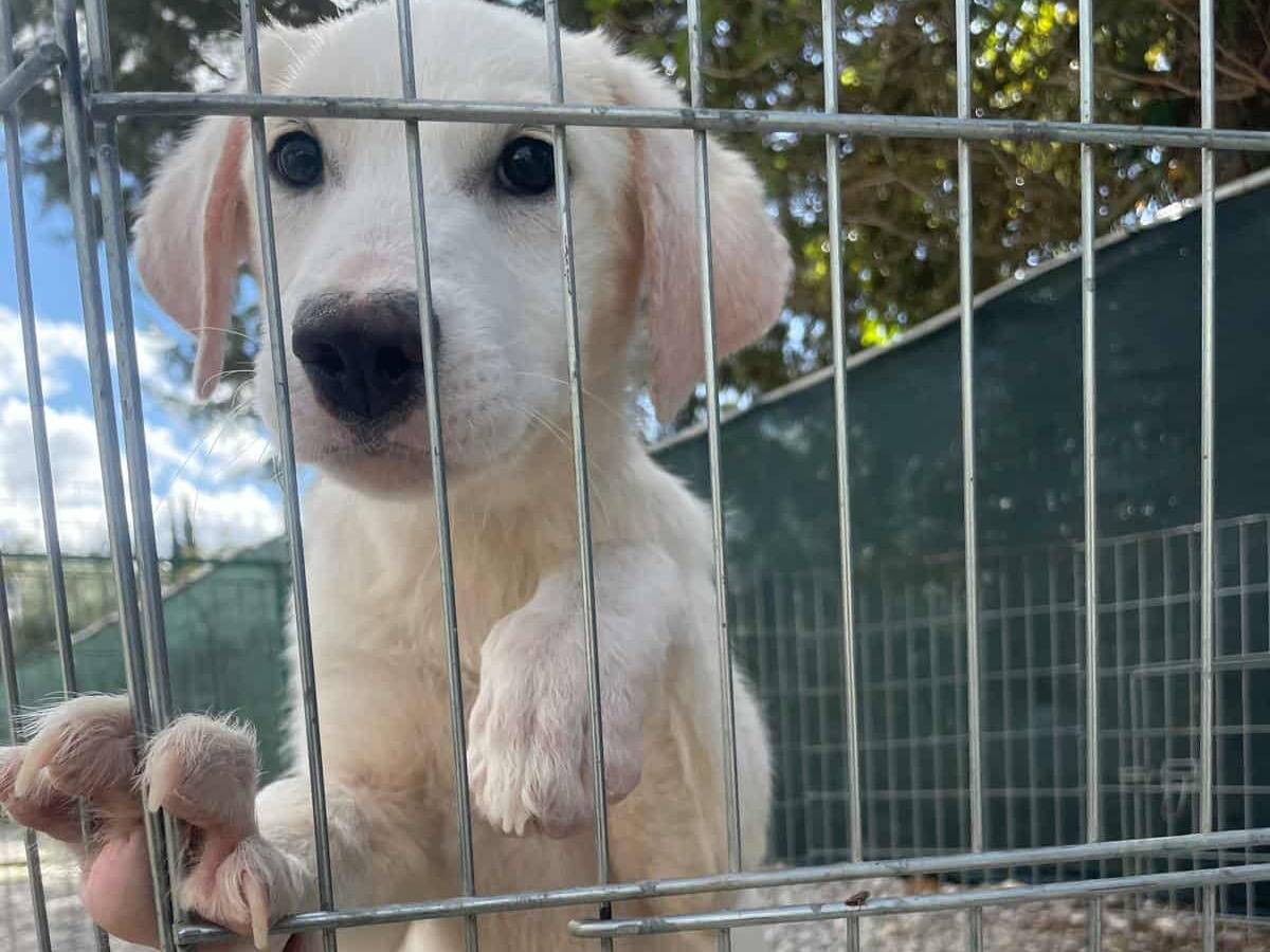 Vuoi adottare un cane a Firenze?
