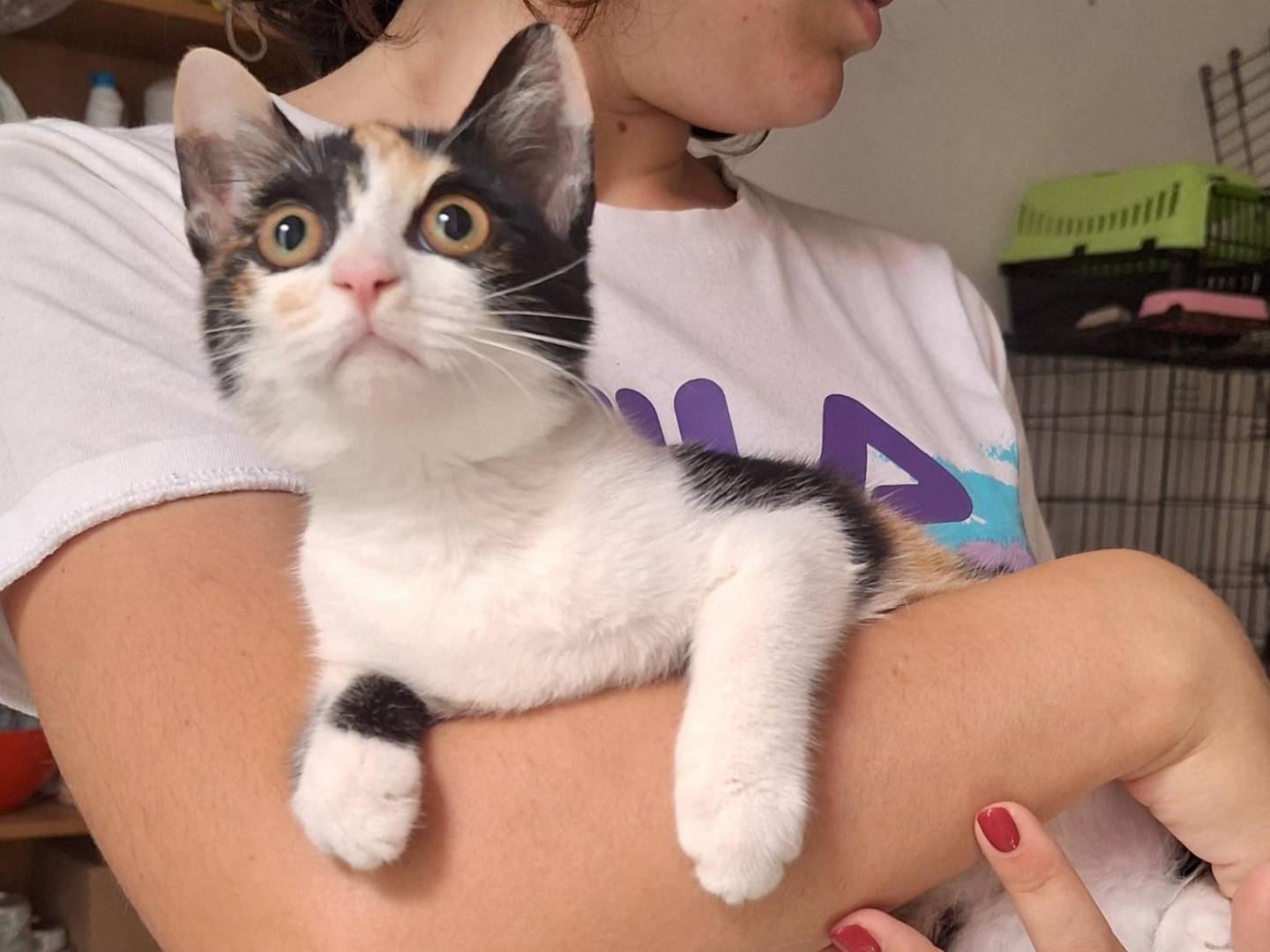 Adotta il gatto Pixel a Parma