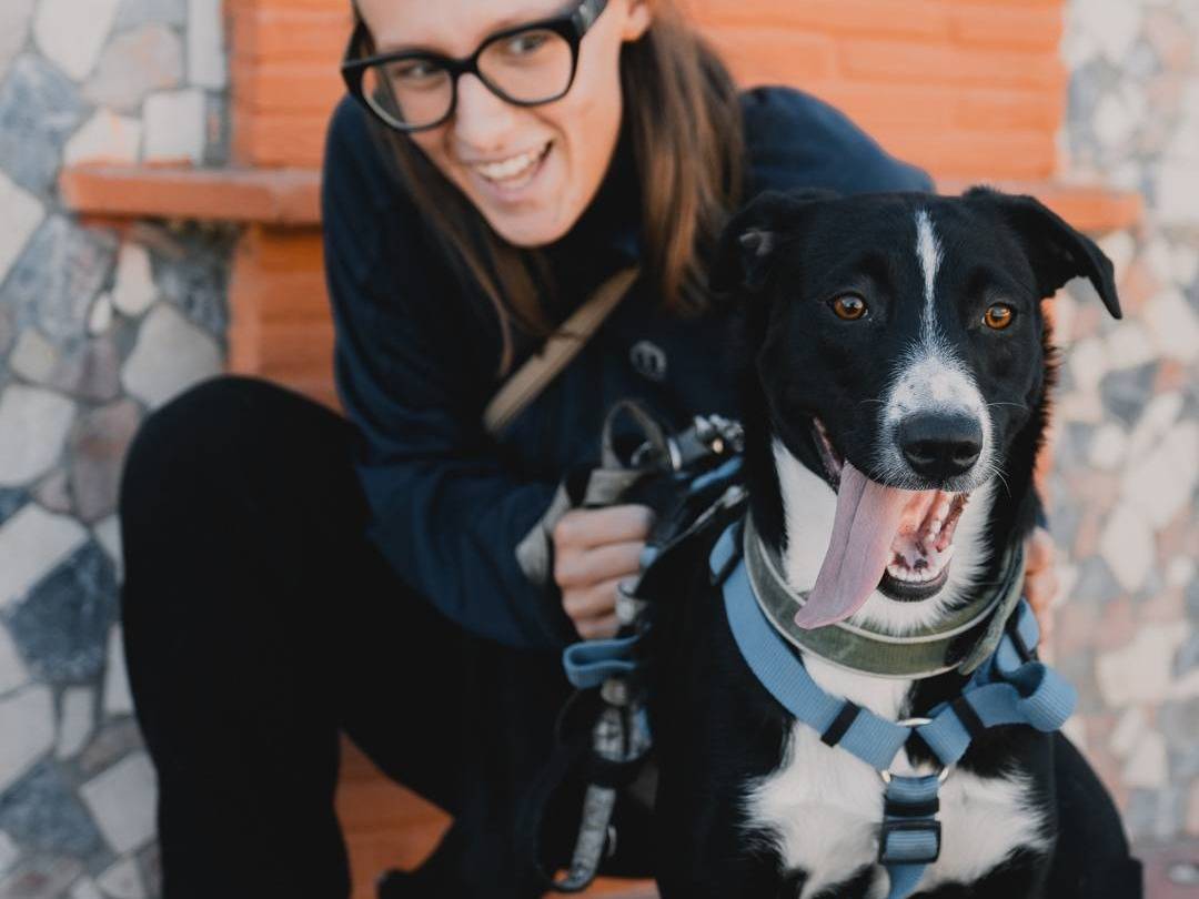 Vuoi adottare un cane a Caserta?