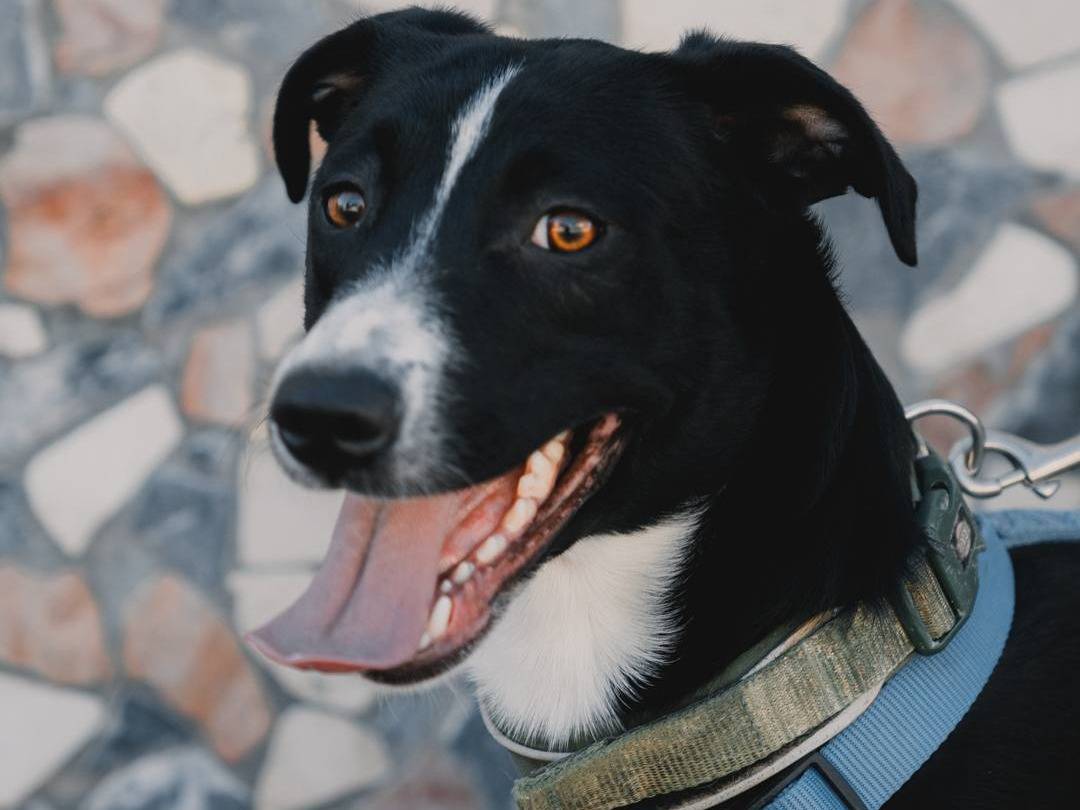 Adotta il cane CANNELLA PUPPY a Caserta
