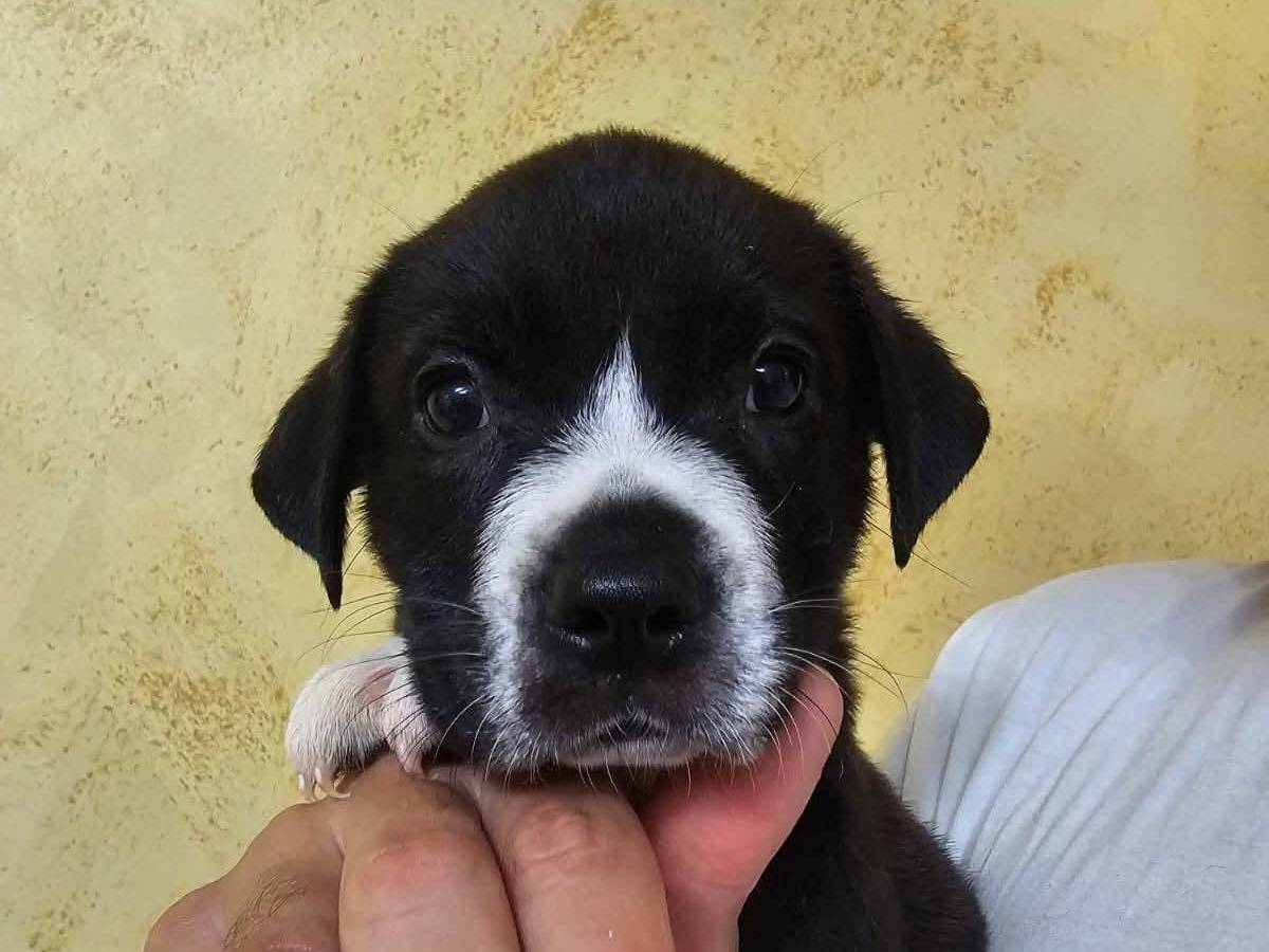 Adozione cane, maschio, Pitbull Razza sconosciuta, 3 mesi, taglia media, Crotone