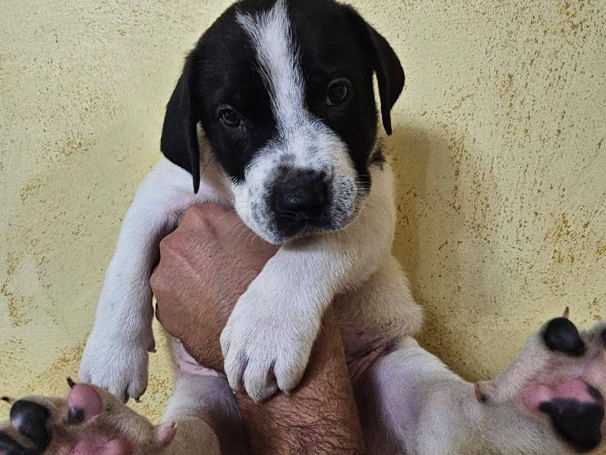 Adozione cane, femmina, Pitbull Razza sconosciuta, 3 mesi, taglia media, Crotone