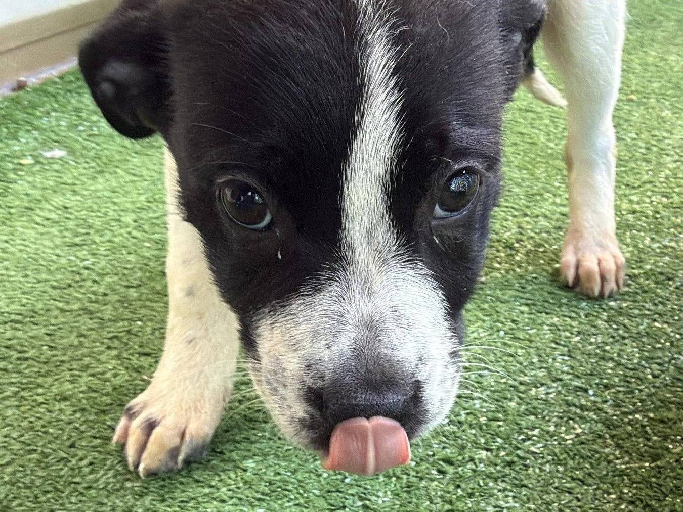 Adozione cane, femmina, Pitbull Razza sconosciuta, 3 mesi, taglia media, Crotone