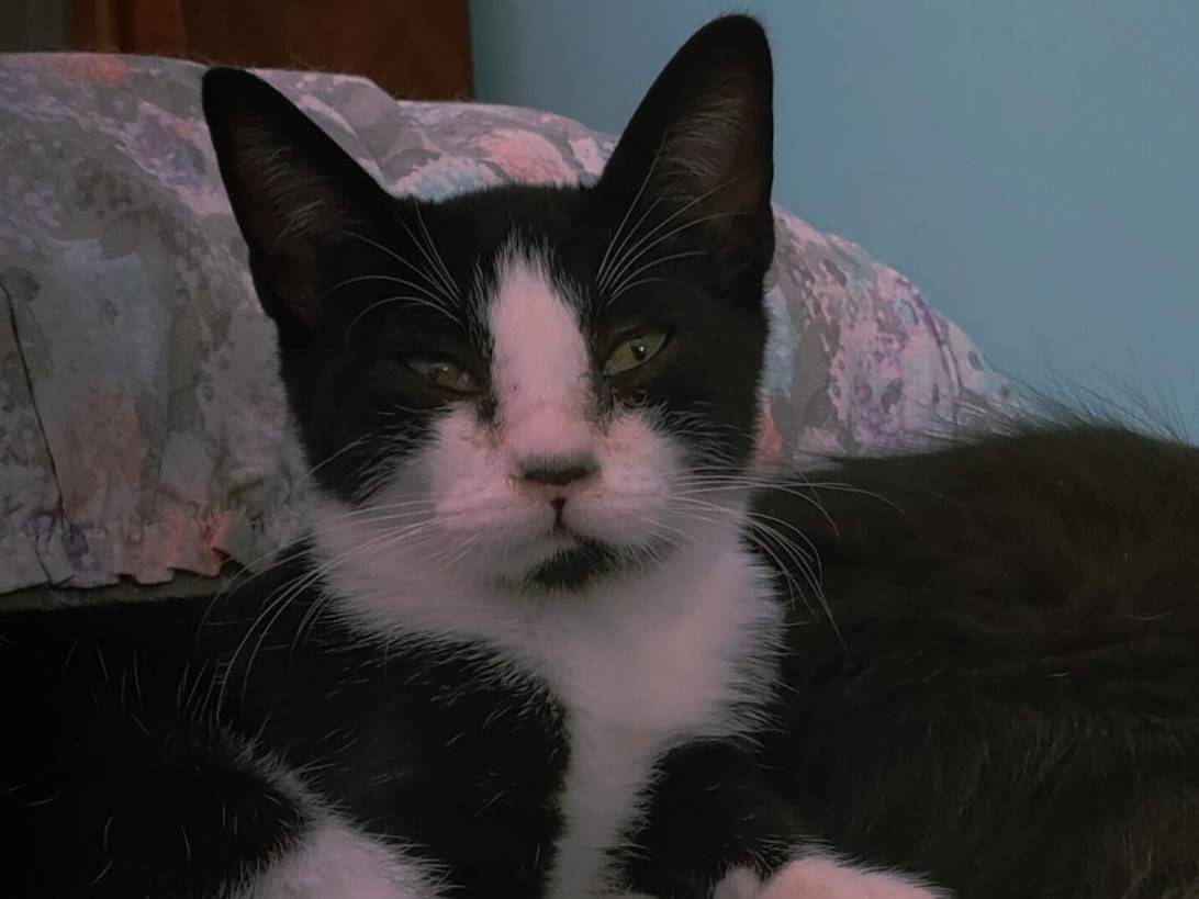 Adozione gatto, maschio, Razza sconosciuta Razza sconosciuta, 5 mesi, taglia non valida, Caserta