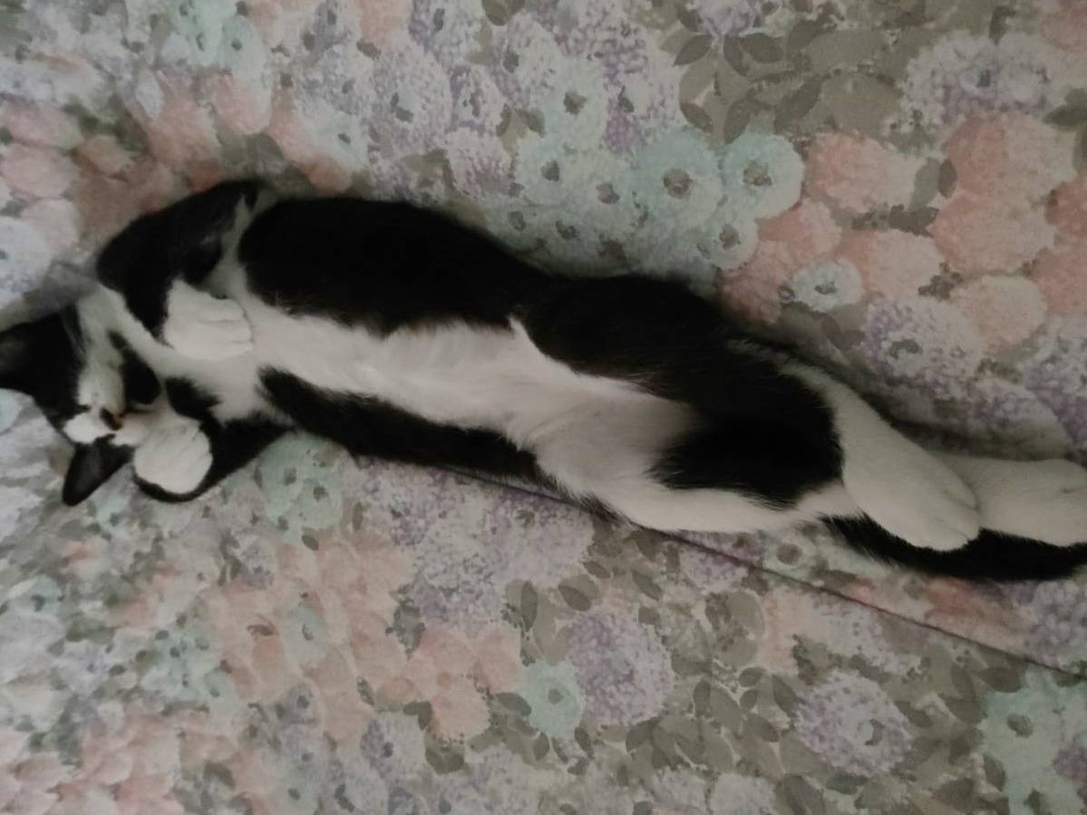 Adotta un gatto, maschio, 5 mesi, Caserta