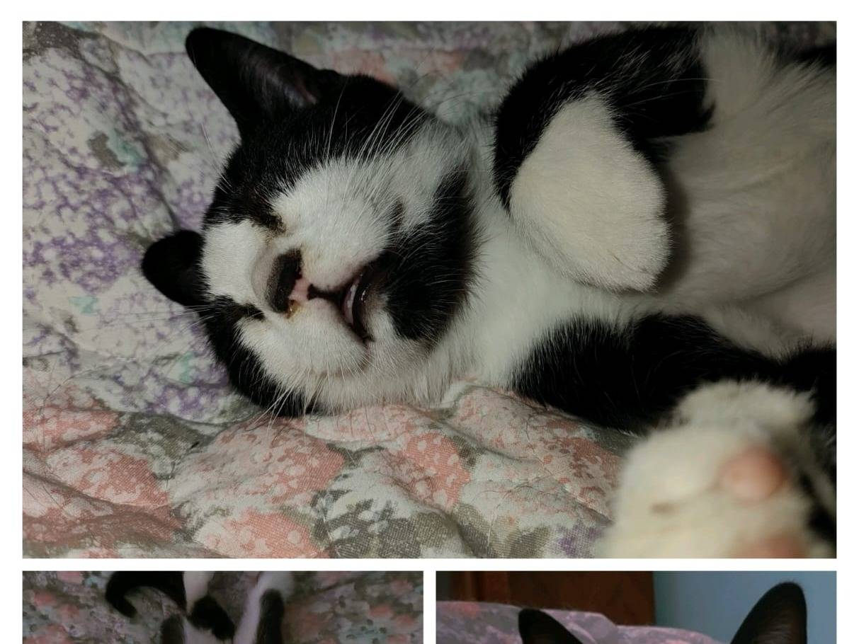 Adotta un gatto, taglia non valida, maschio, Caserta