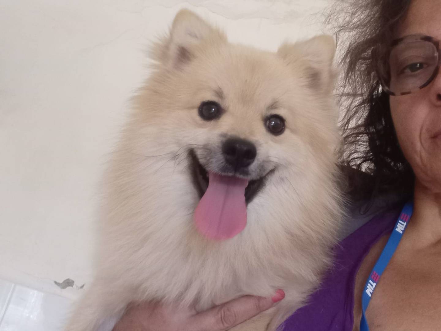 Adozione cane, maschio, Volpino di Pomerania Razza sconosciuta, 1 anno e 11 mesi, taglia piccola, Caserta