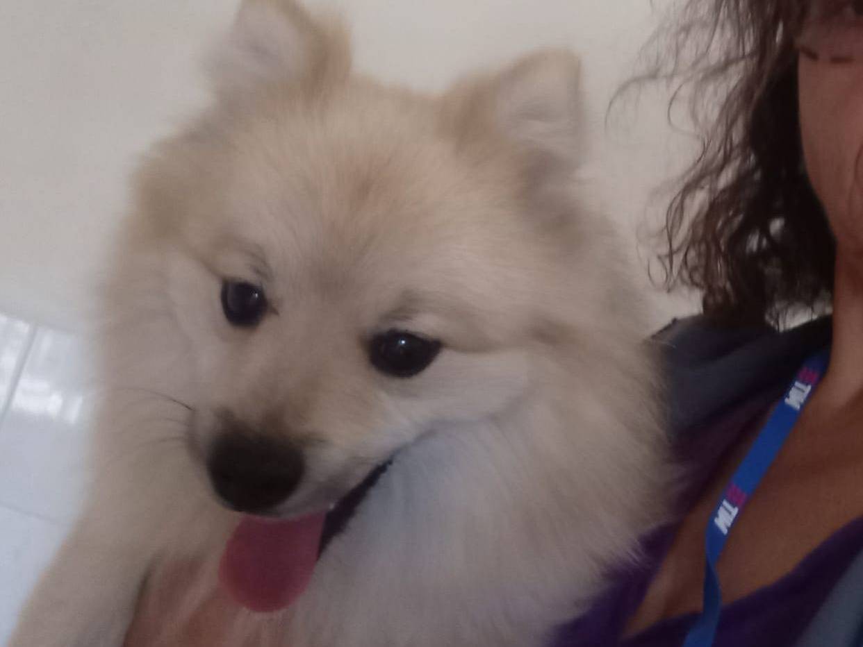 Adotta un cane, maschio, 1 anno e 11 mesi, Caserta